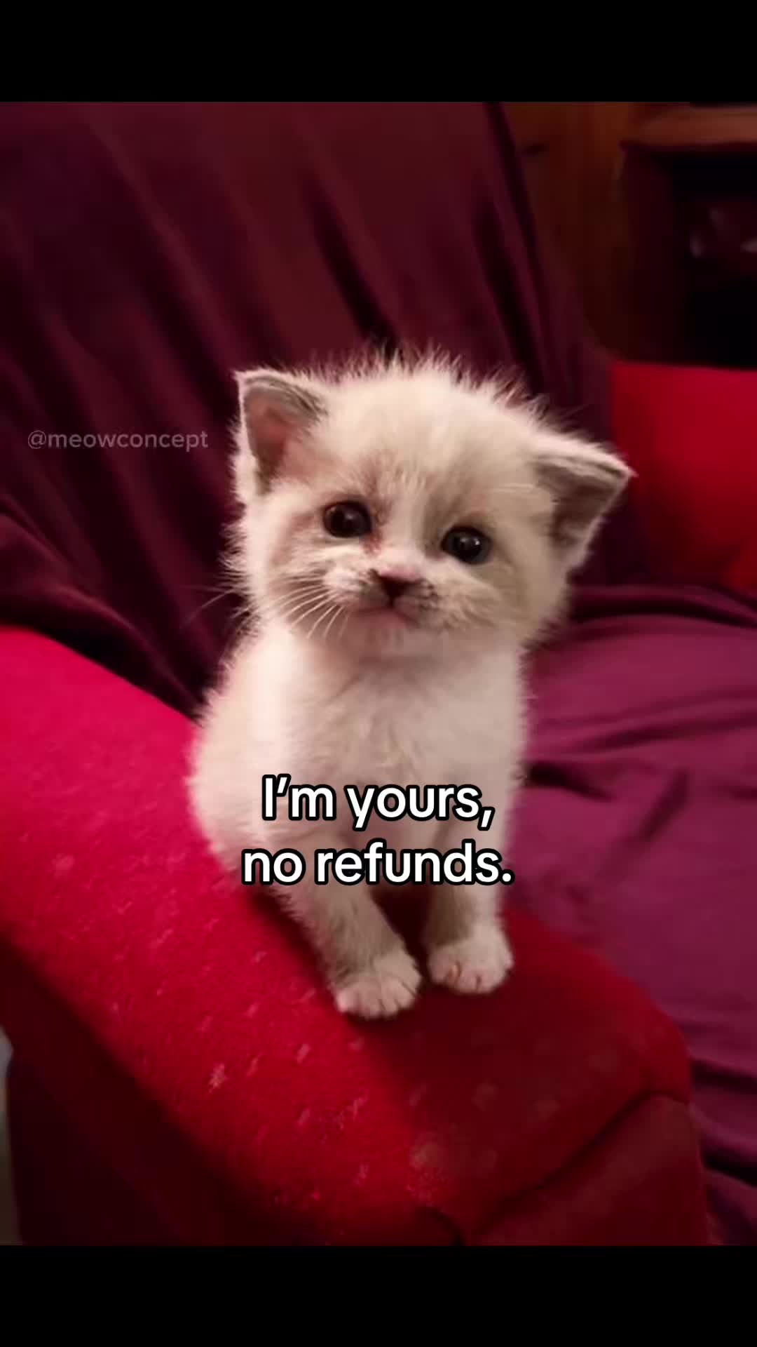 @meowconcept