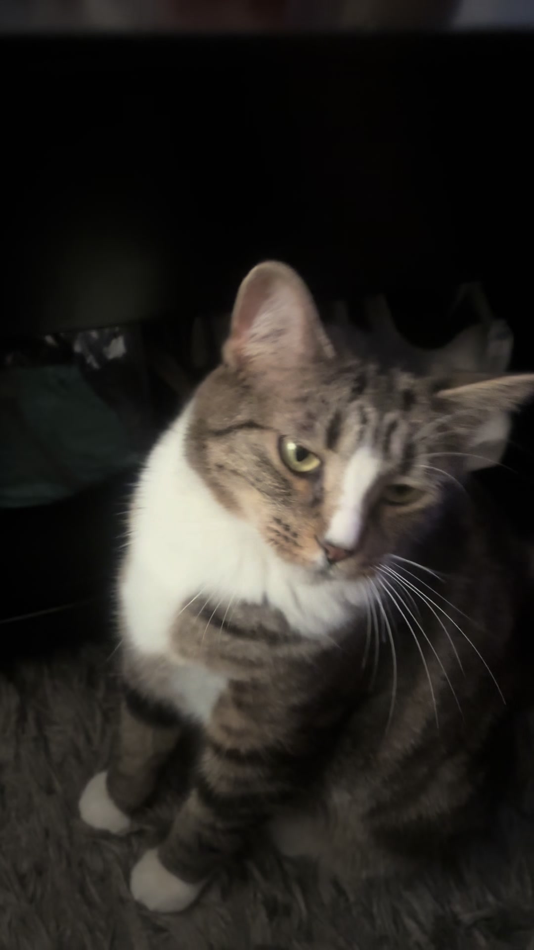@4pawzzz