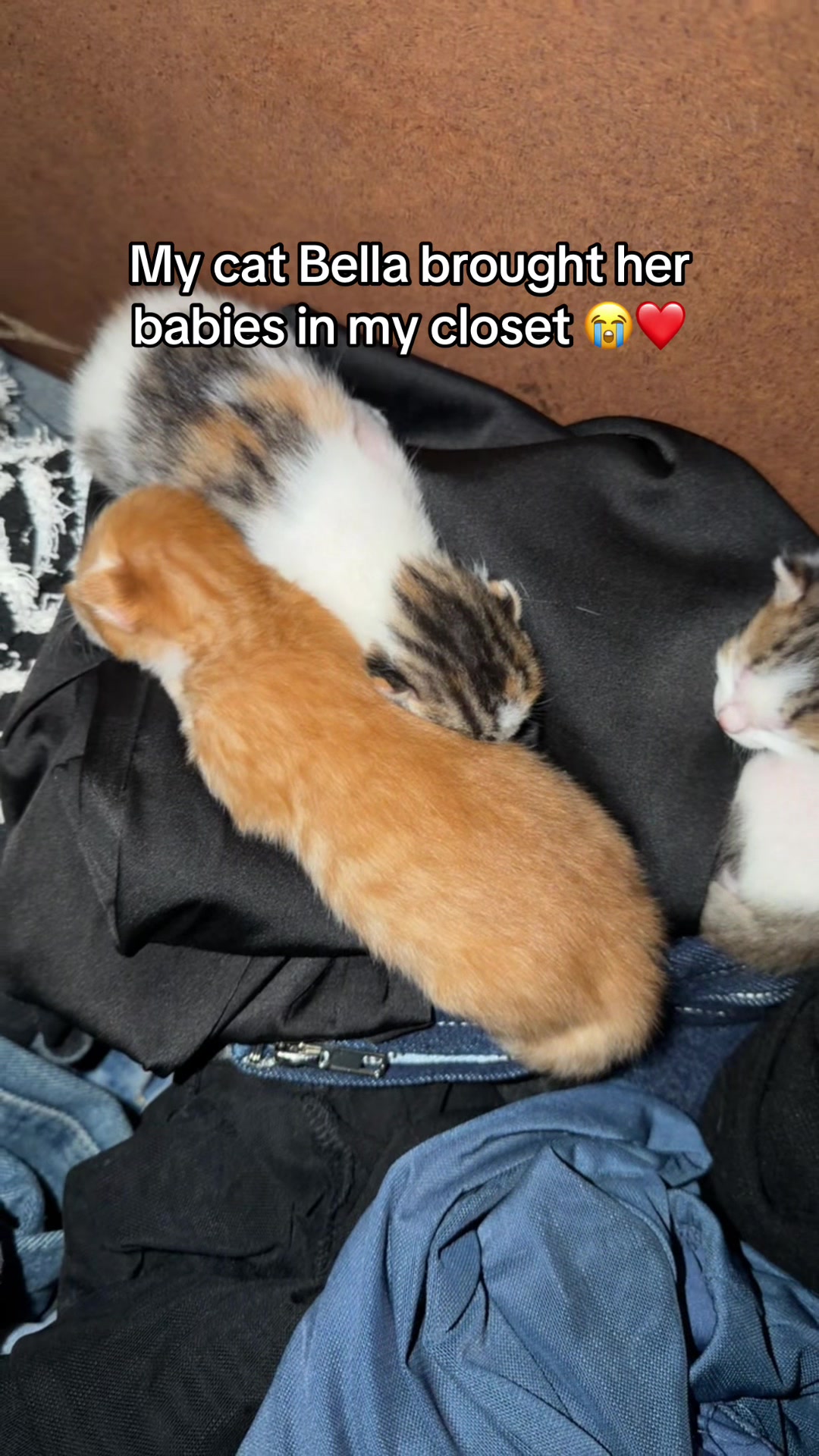 @Zennii X Zennii