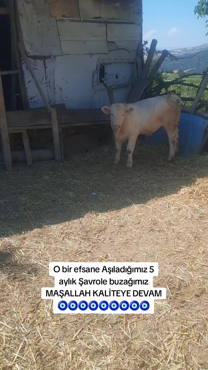 @sakip ekşi ( Deva Vet)