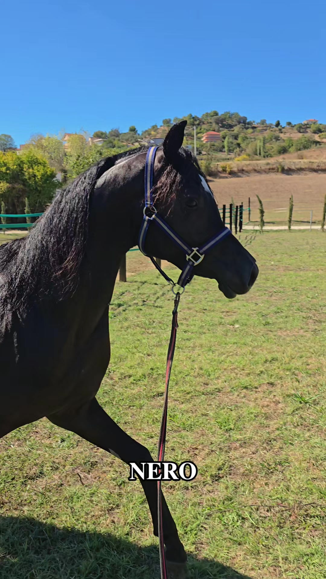 @Horse Training Center Albania
