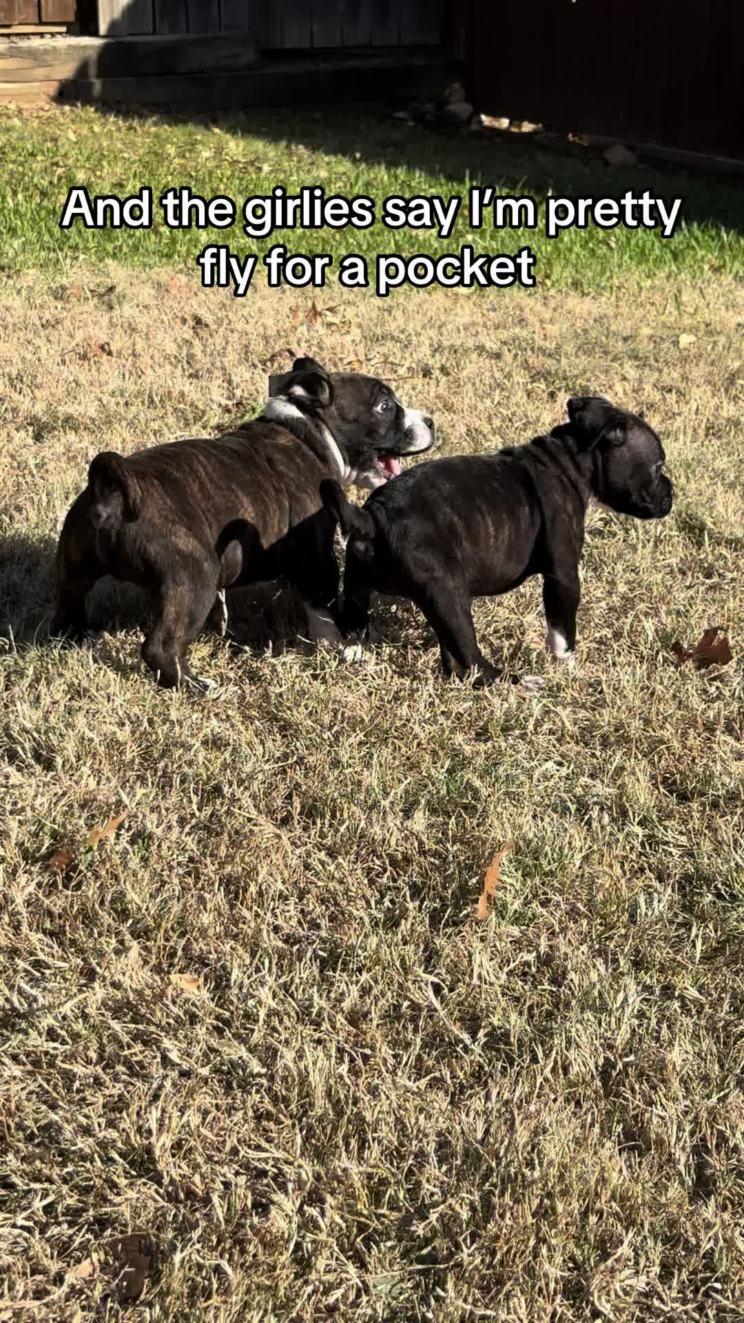 @builtbybullies