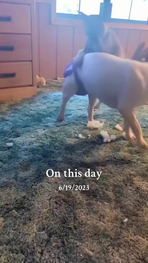 @jessibarbiesbullterrier