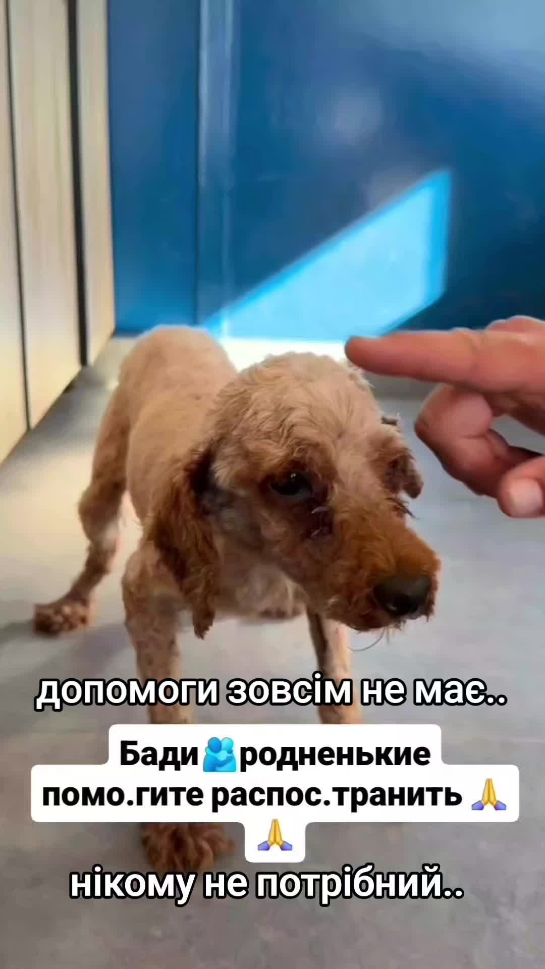 @animal