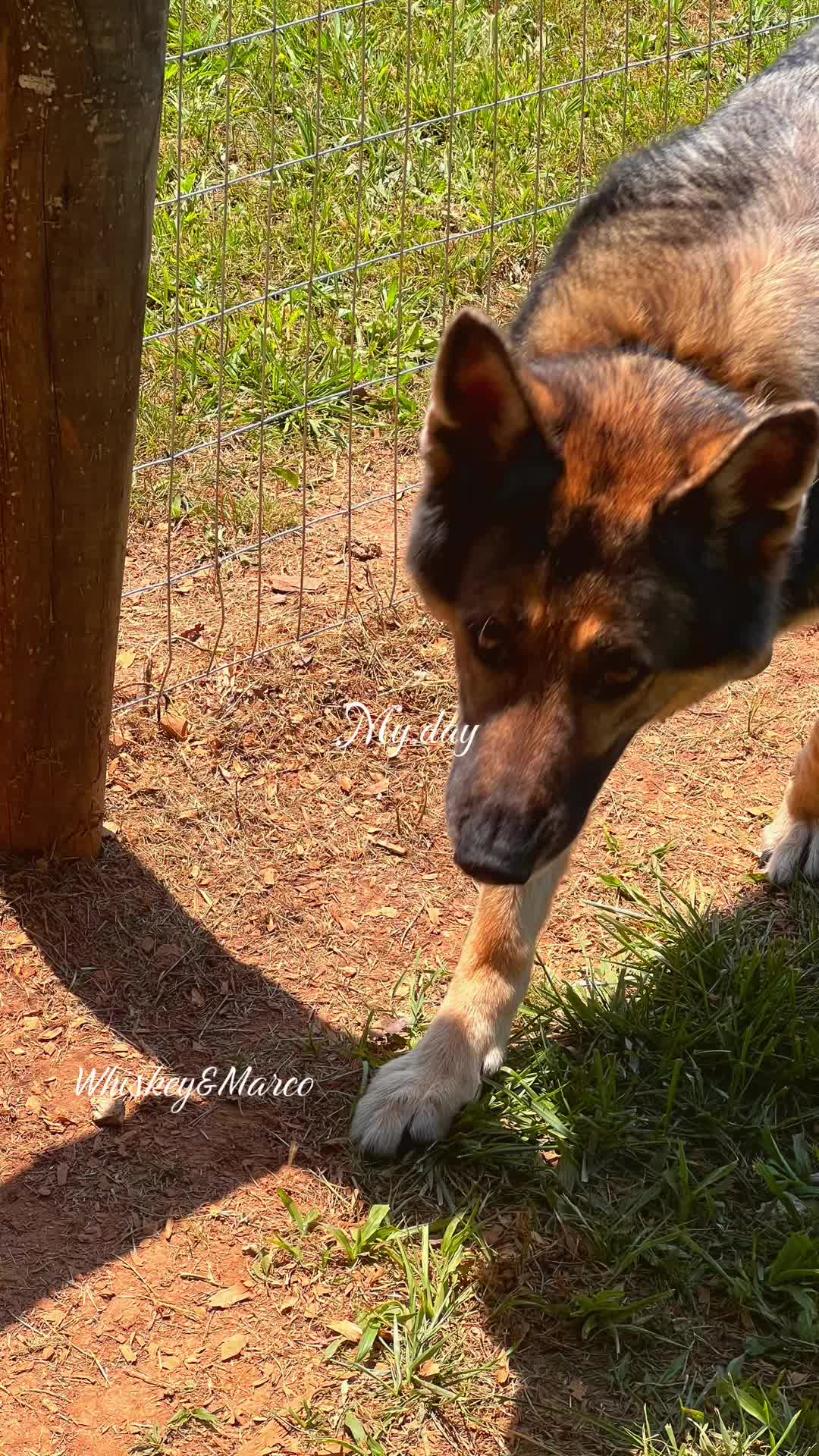 @Angie@k9kennels🐾
