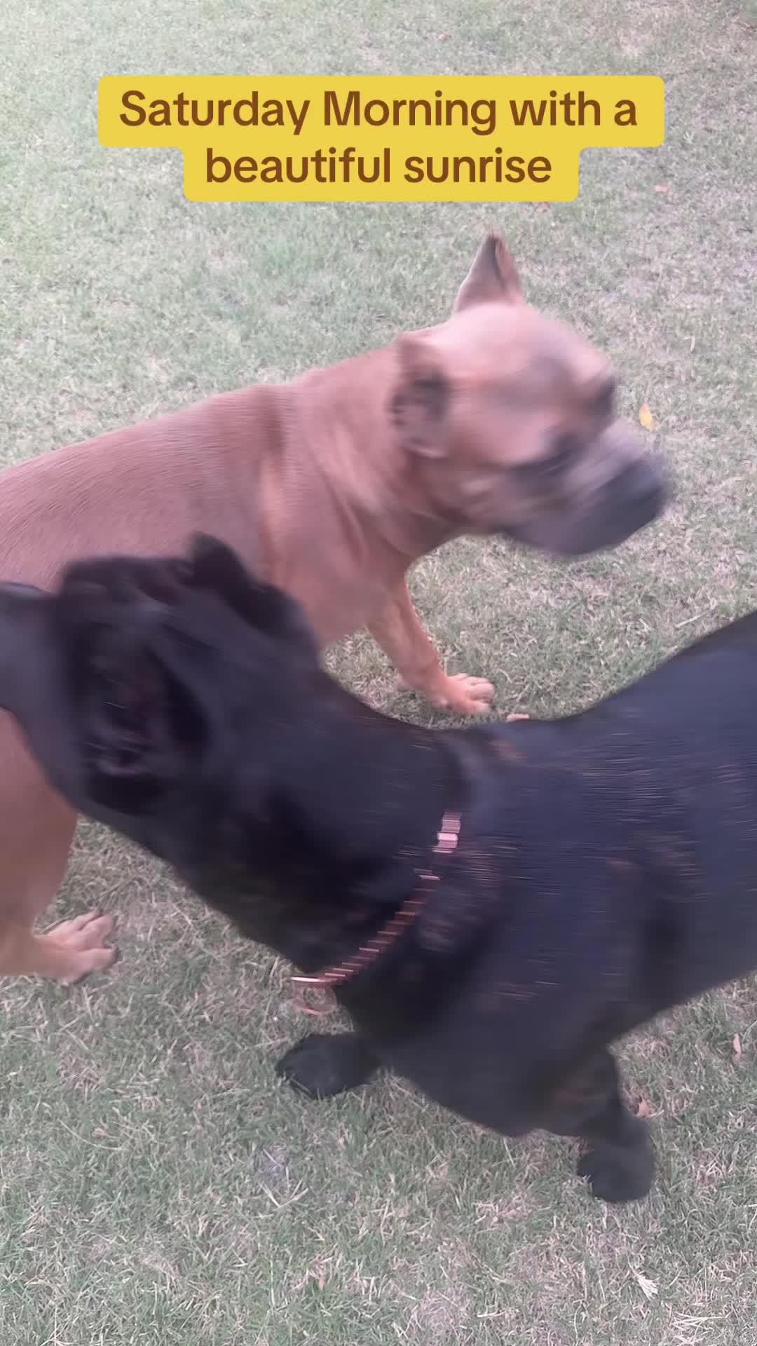 @AandMCaneCorsos