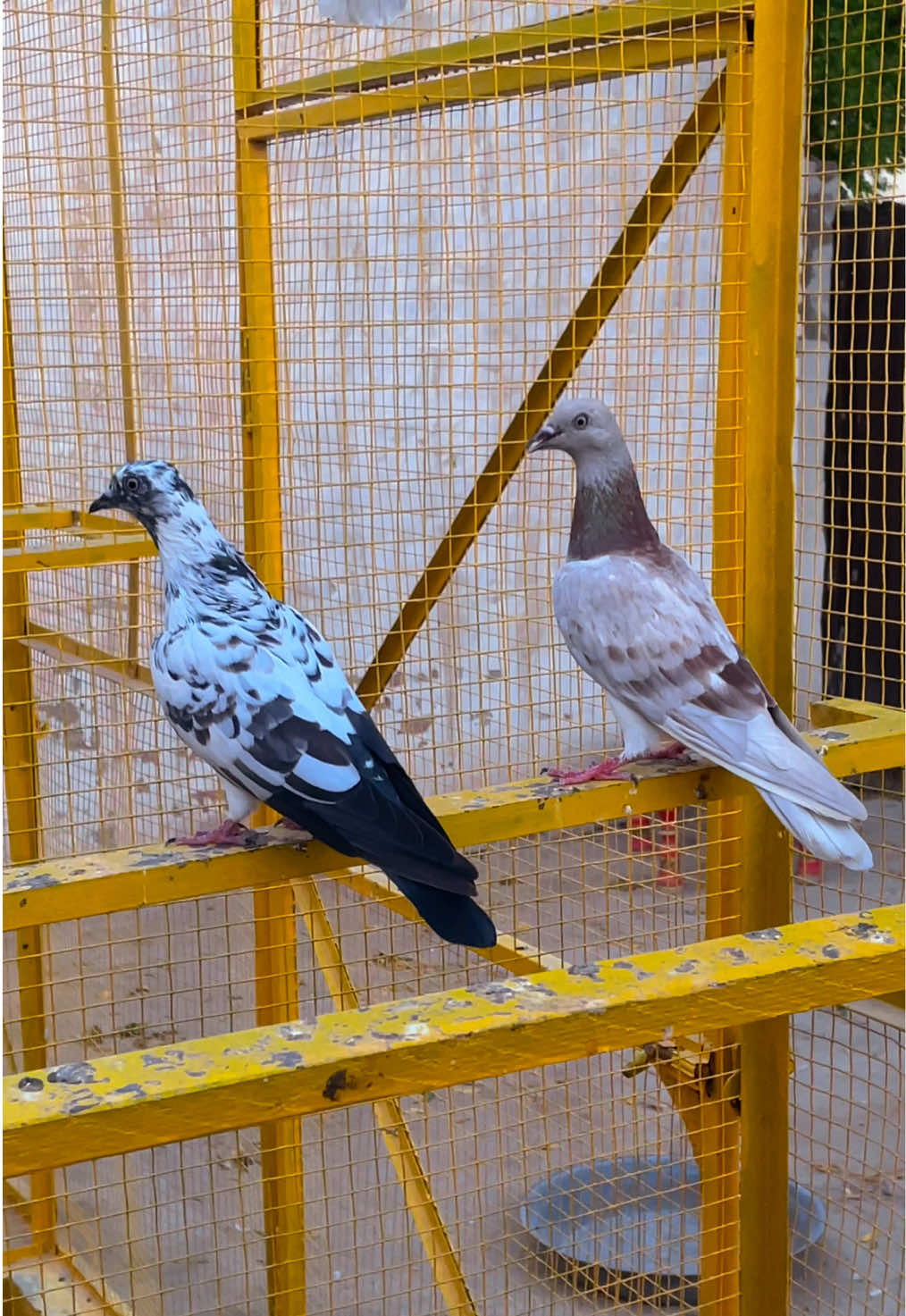 @sahibzada_zeshan_pigeons