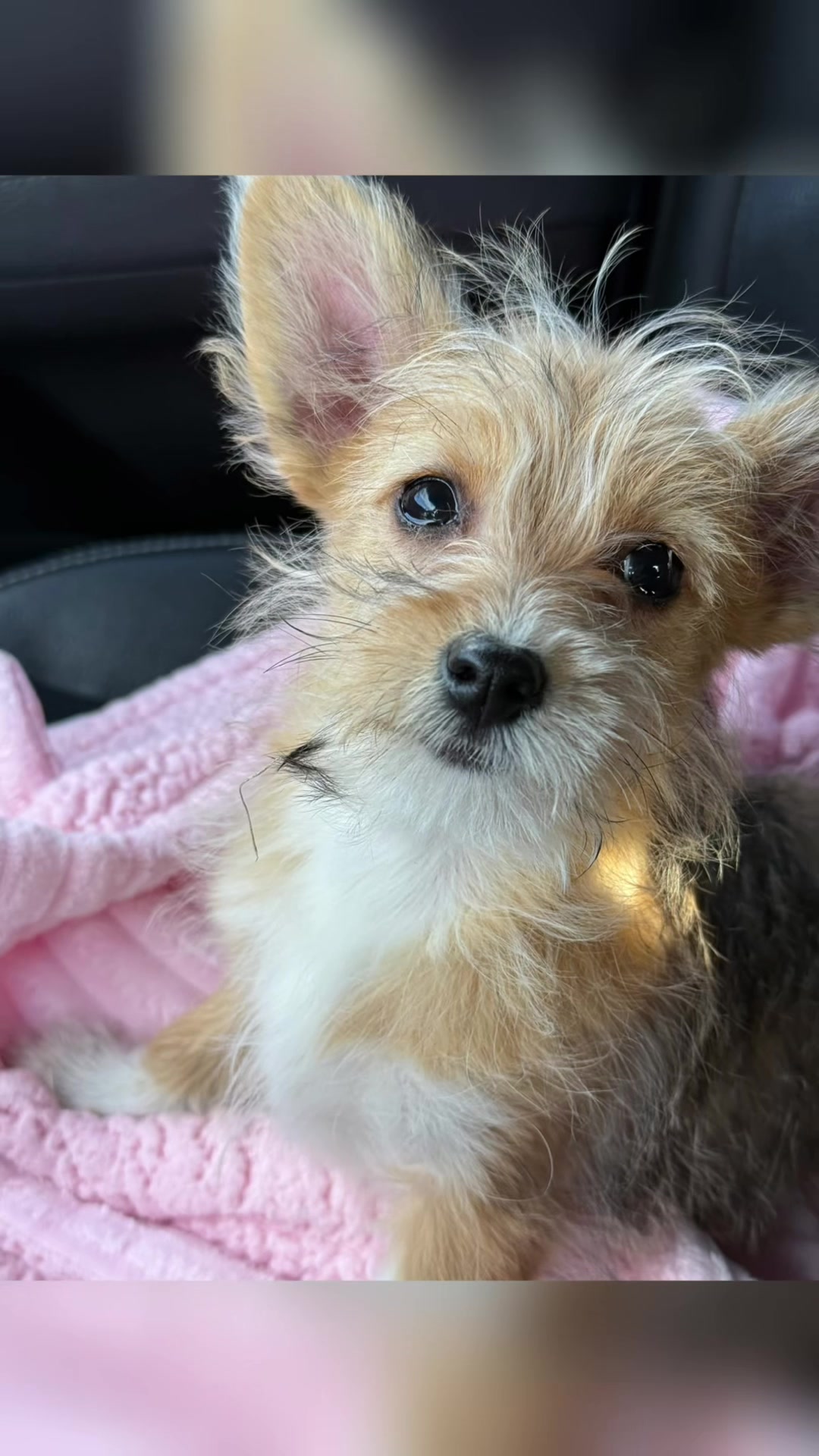 @Puppy Mynnie (Podlee + Cogi)