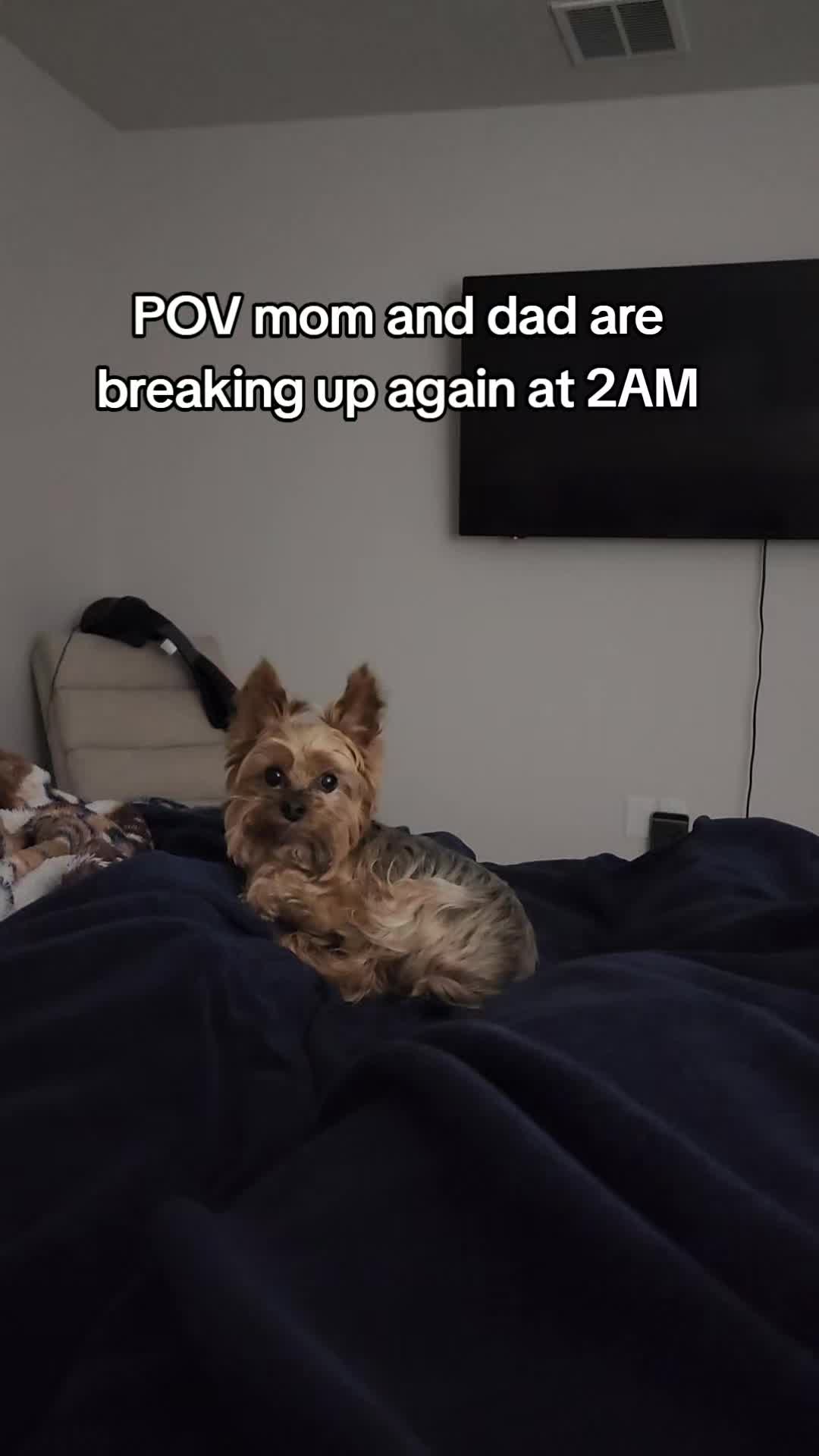 @Chase the Yorkie