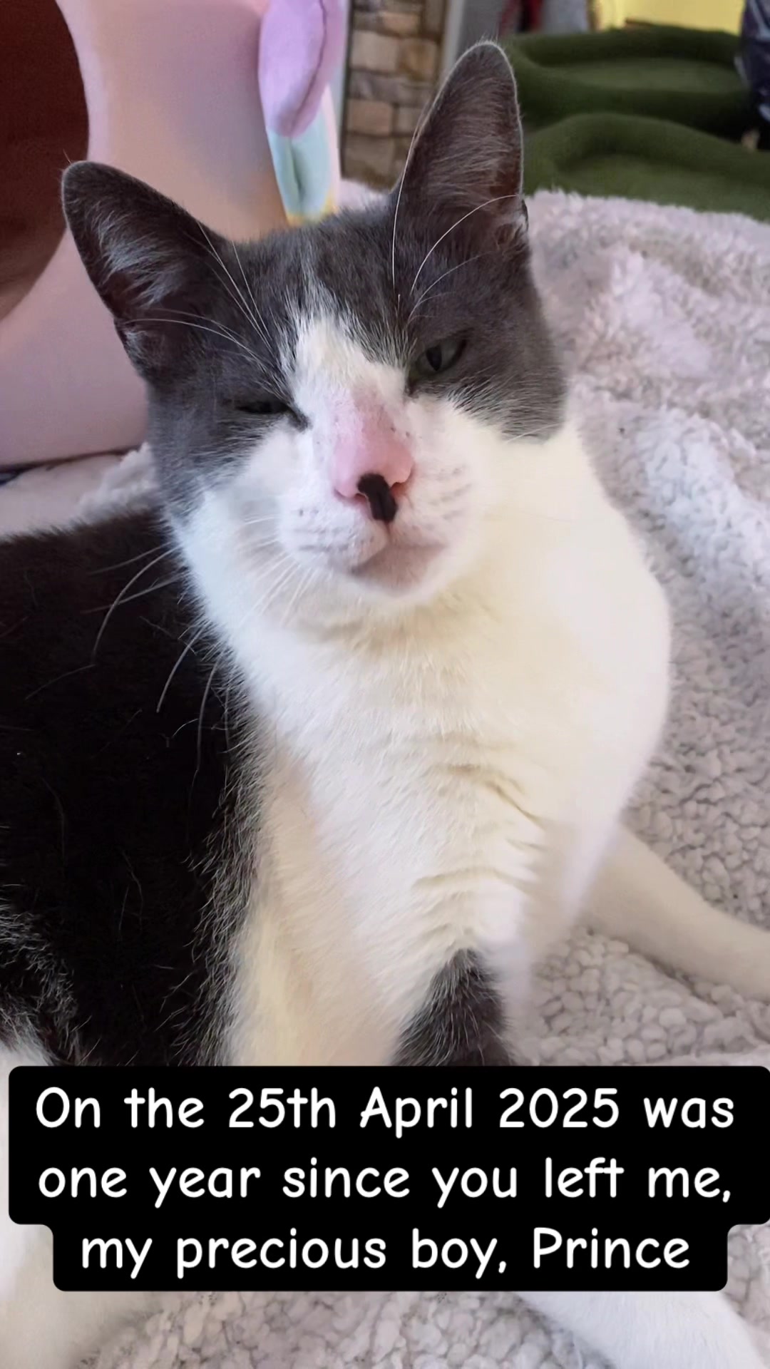 @Romina.cuddle.catclub