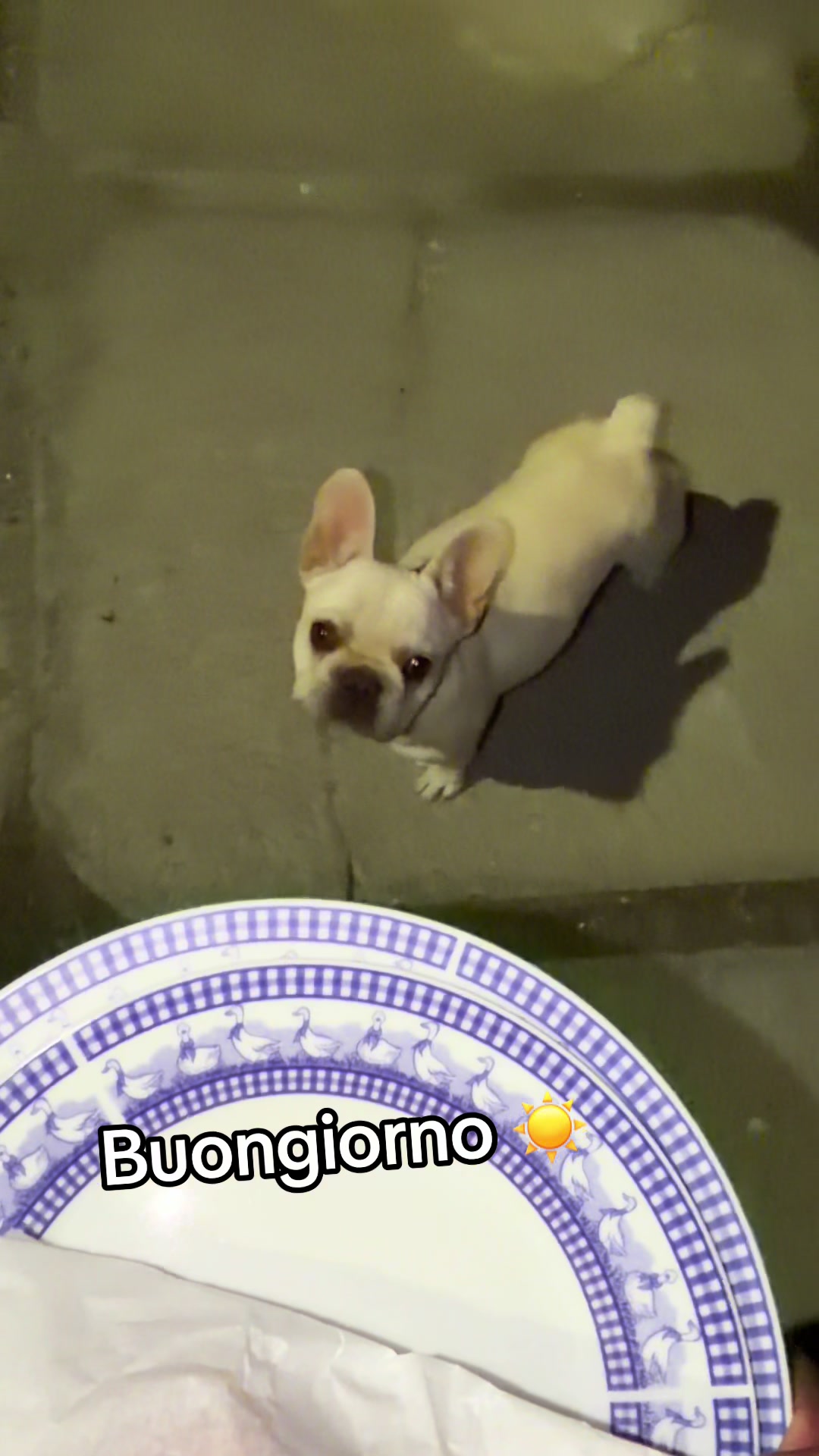 @DonatoBulldogFranceseCuccioli