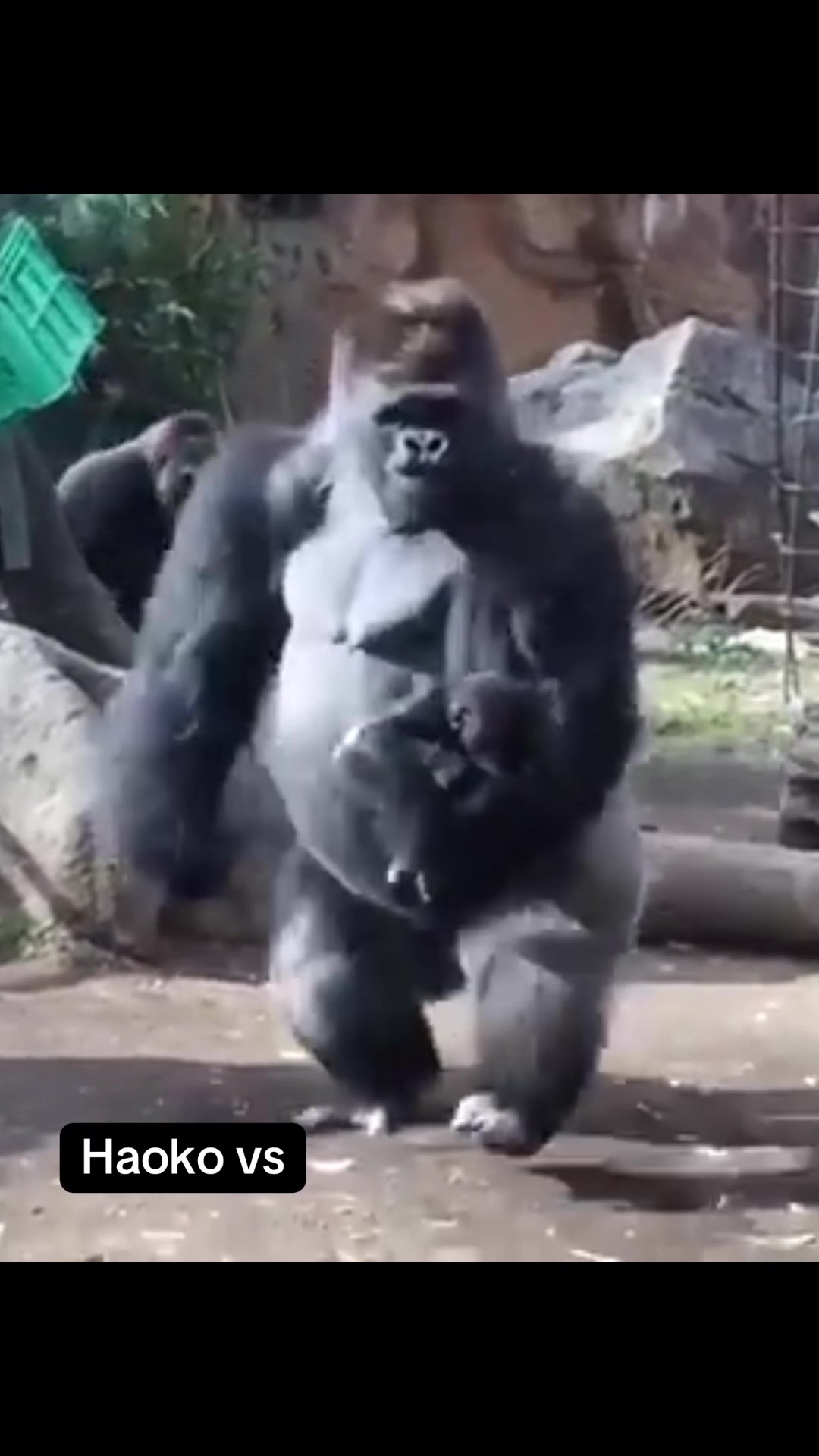 @Awesome gorillas