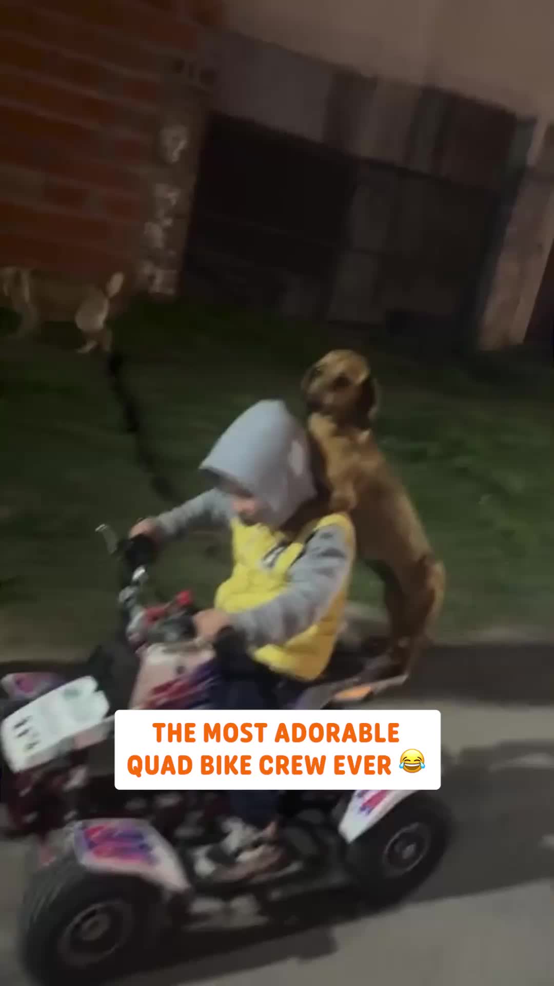 @Pawsome Pets