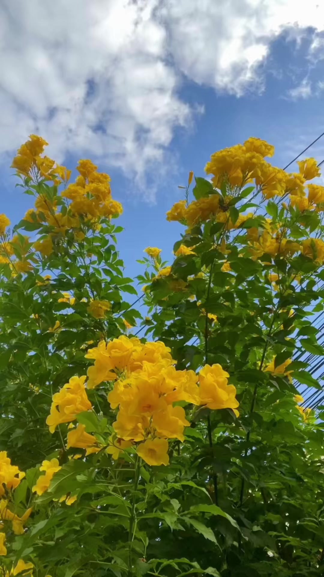 @Tiệm Lá Nhỏ