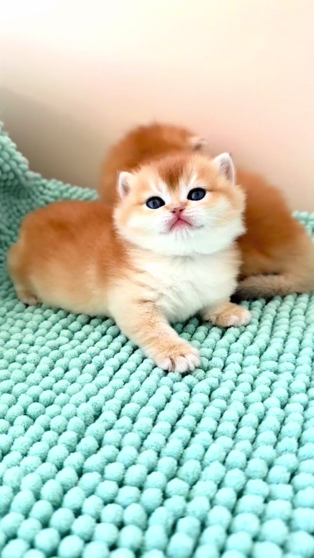@UCHINOKOmohumohu