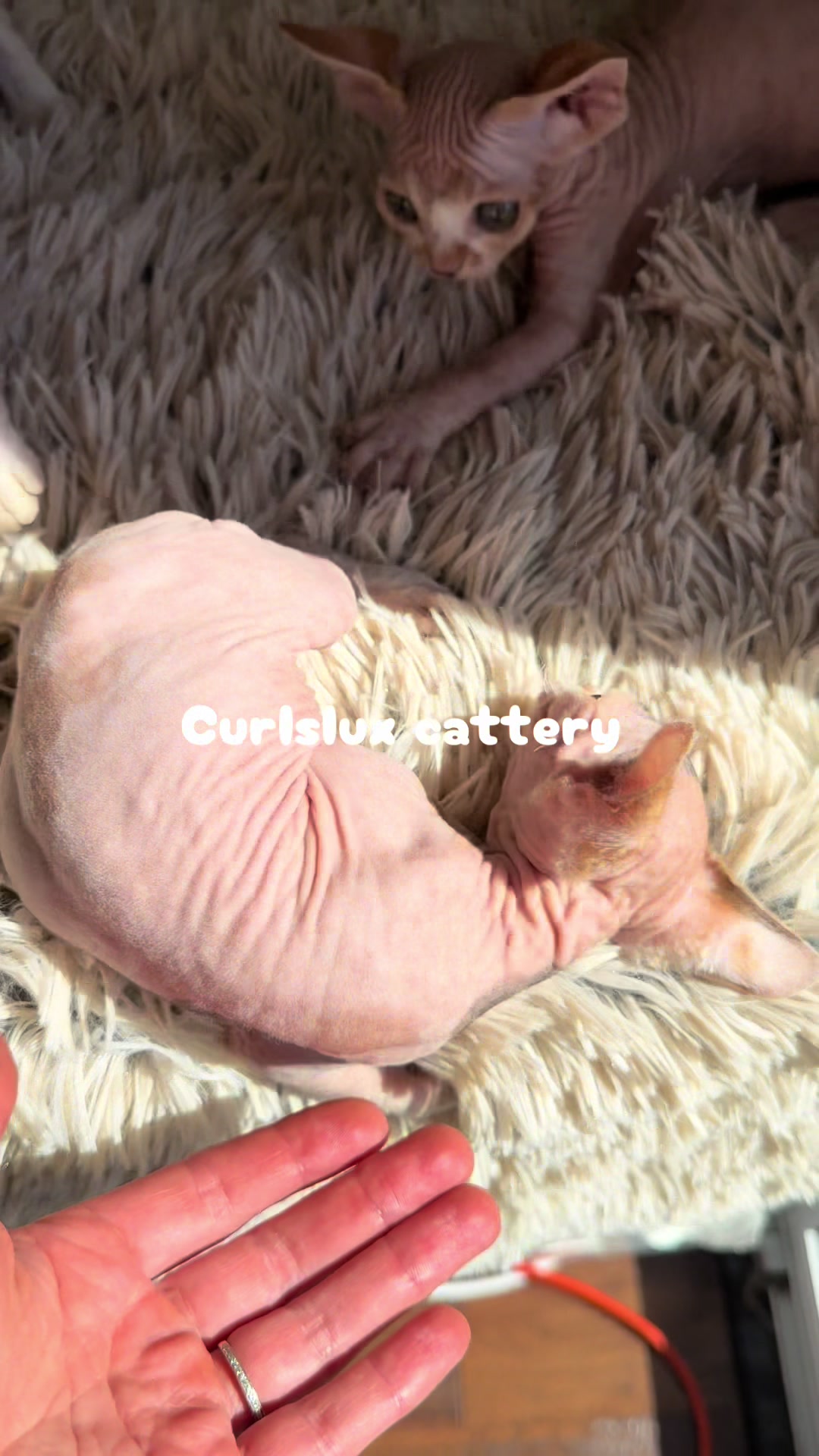 @Curlslux cattery!!🇺🇸