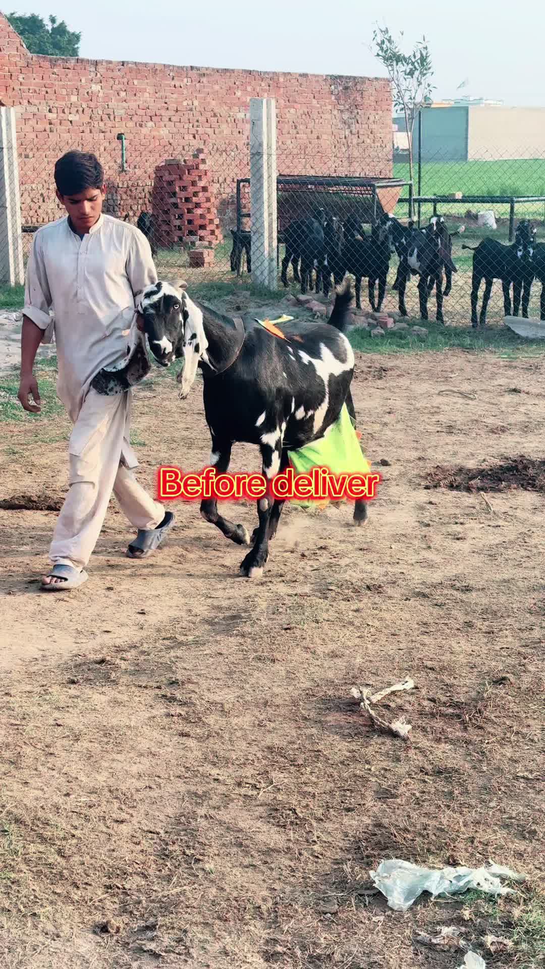 @Chohan Goat Farm Sialkot