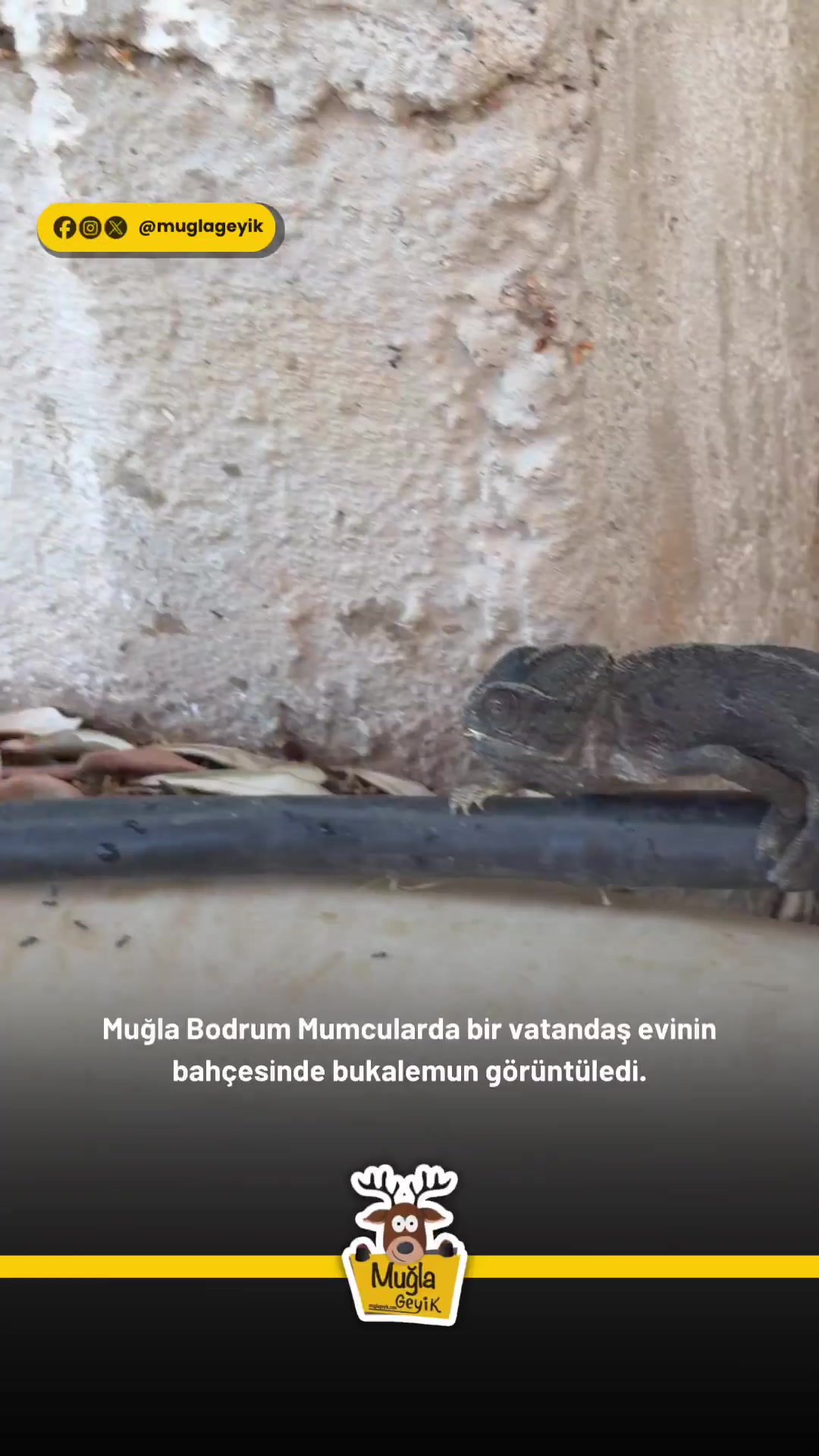 @Muğla Geyik