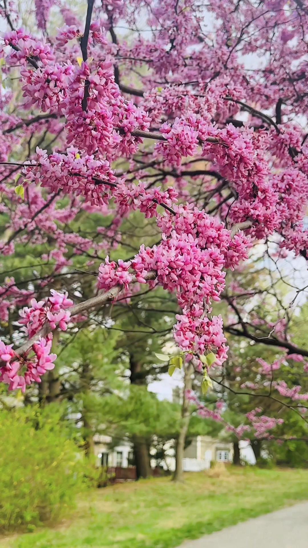 @🕊️SALINA🌸