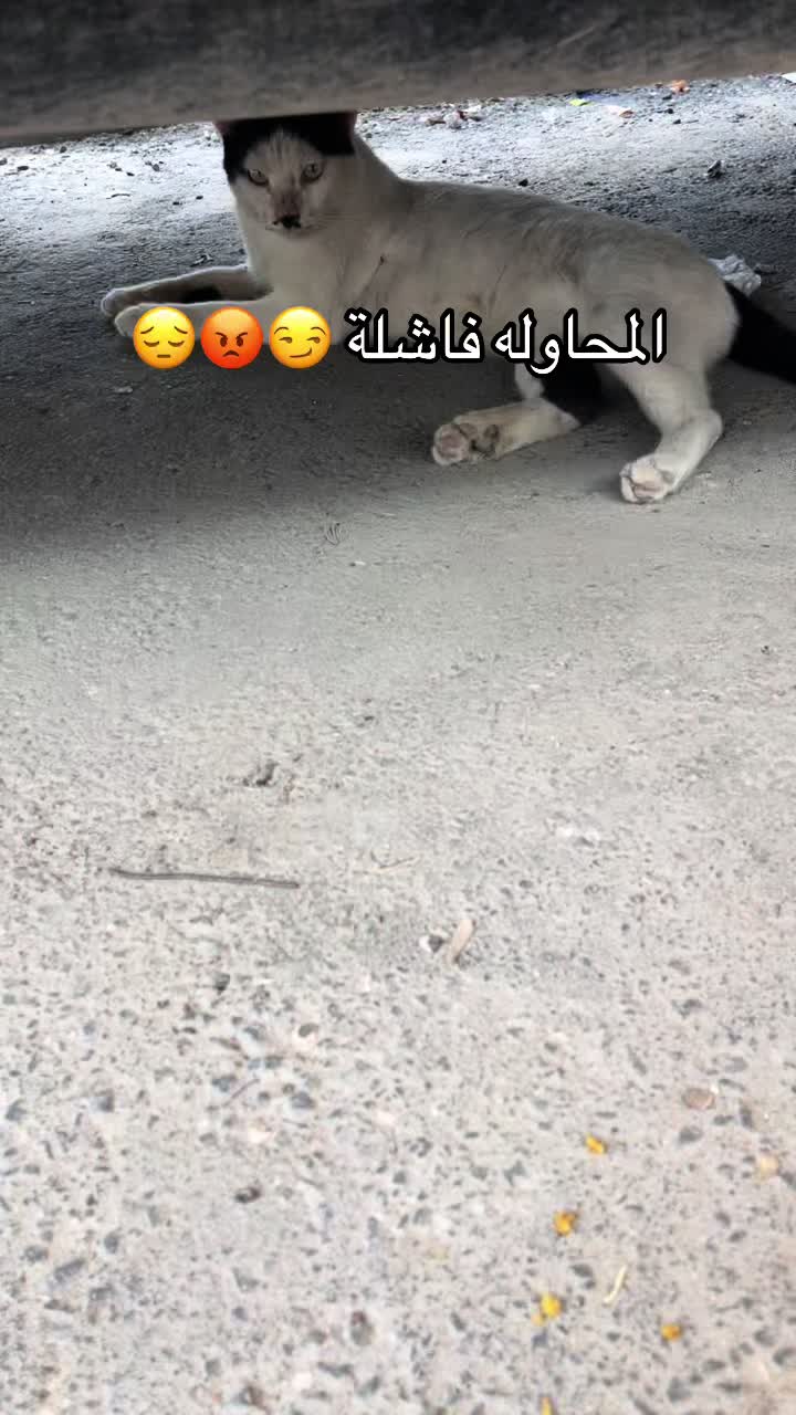@ashkaltbiah