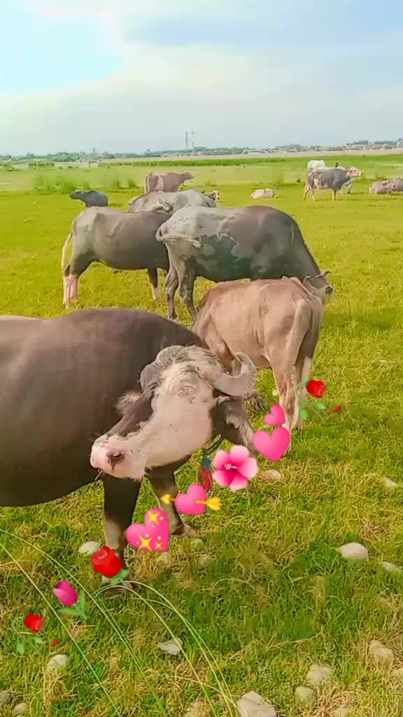 @Umarjan