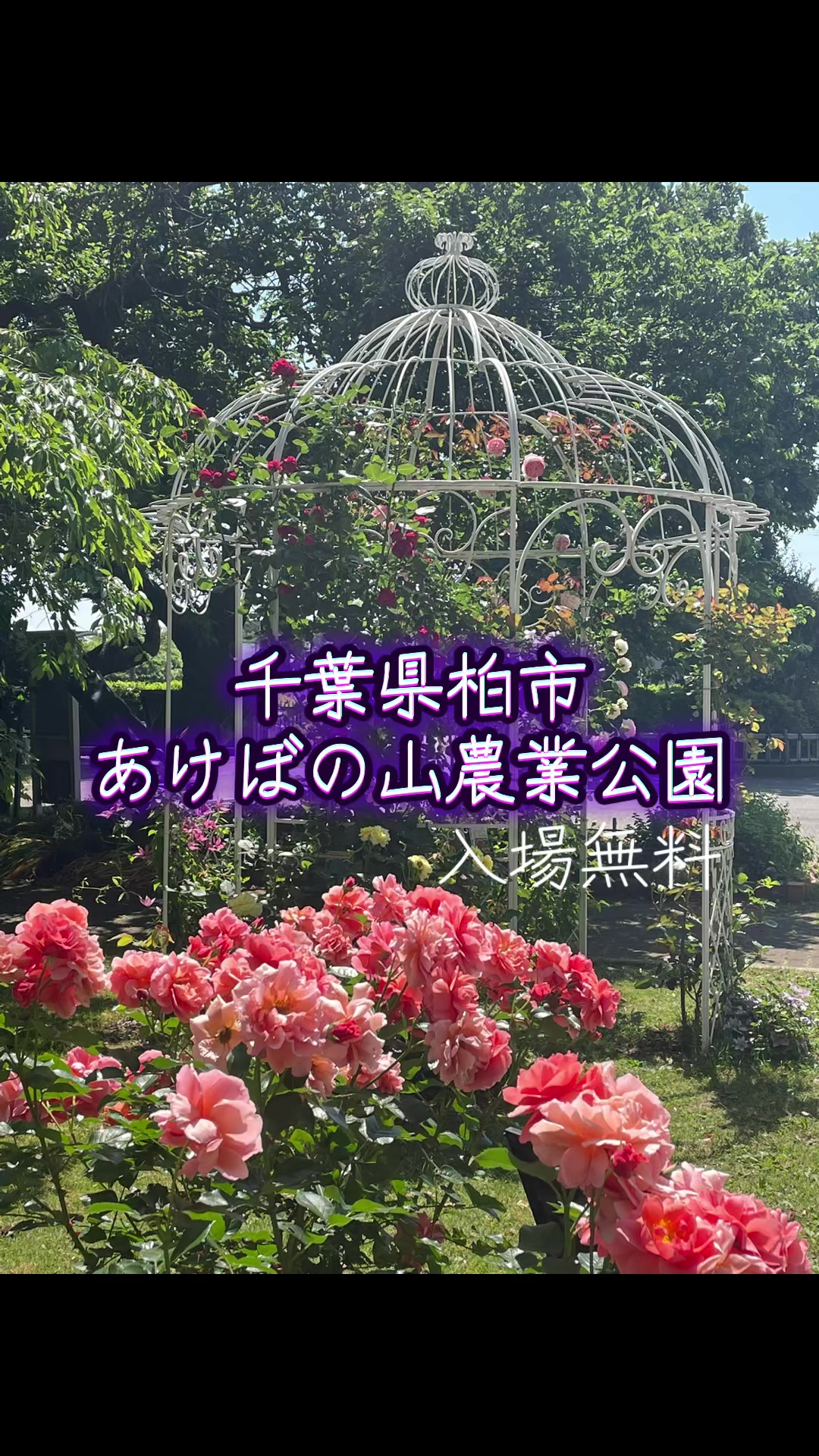 @ちゅっぱチャップス