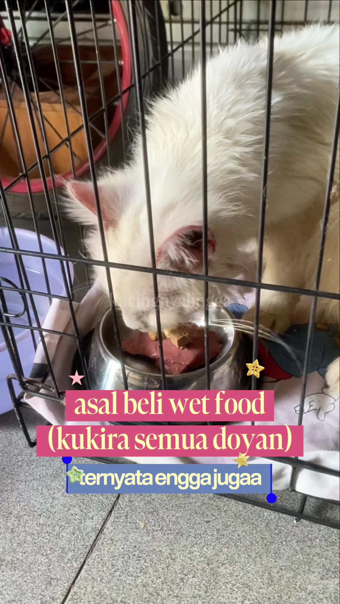 @kucingnyalingga🍉