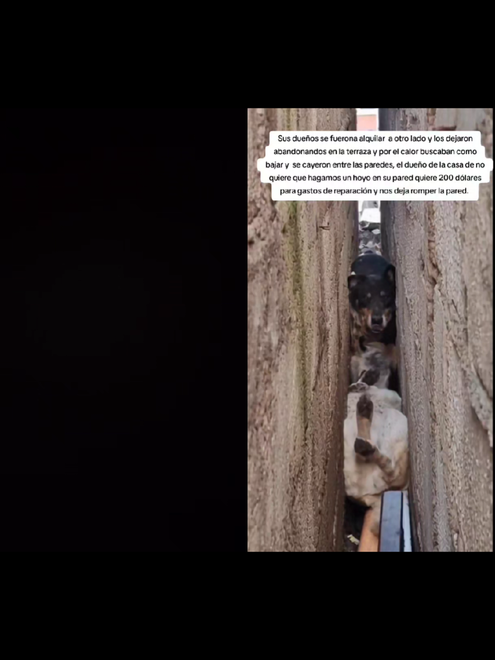 @Asoc. Peluditos