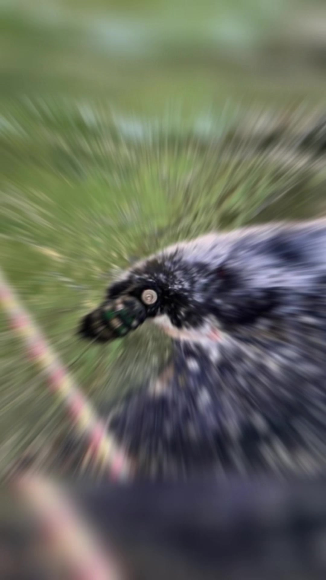 @Ryu
