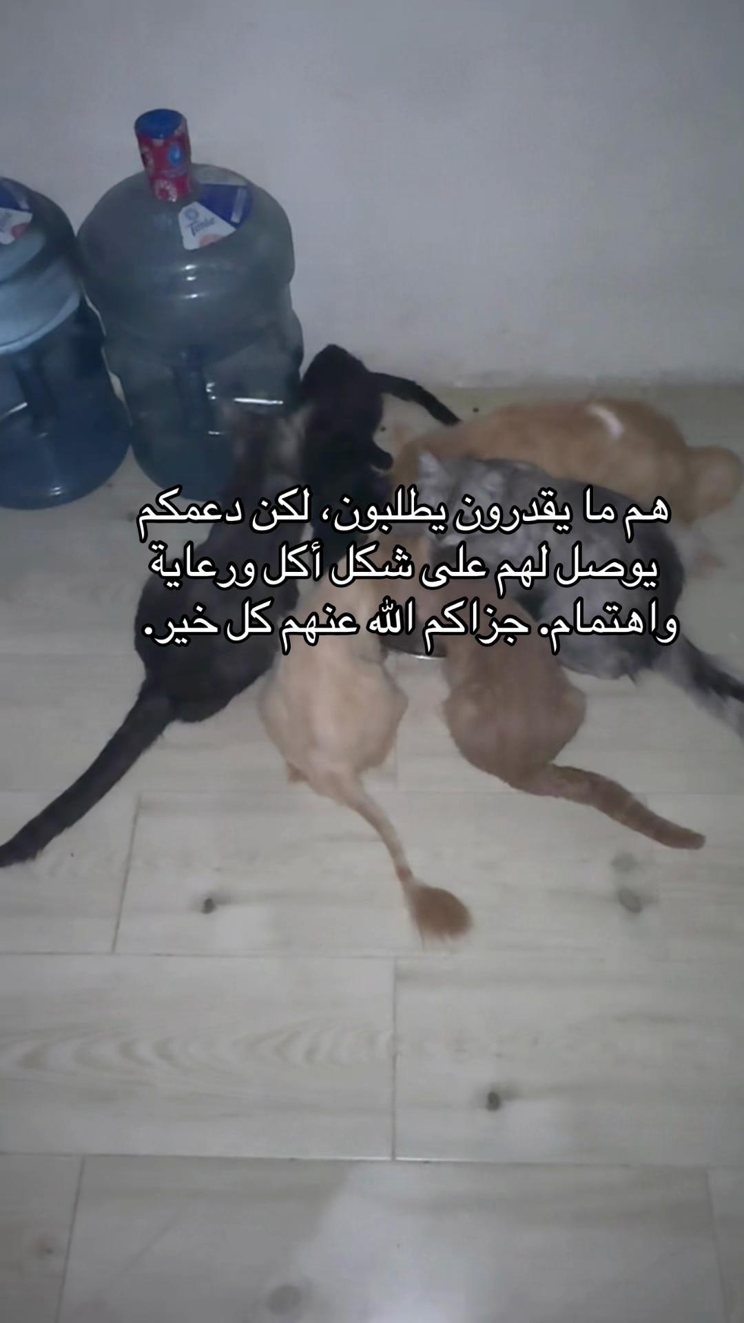 @قصص واقعيه