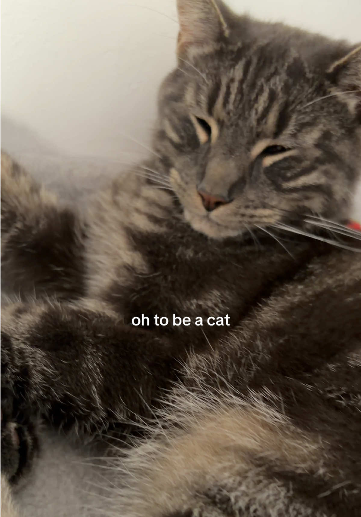 @lilcatloki