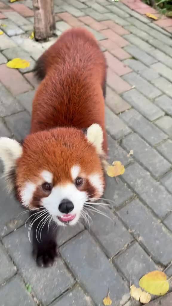@Krezhi Panda 90