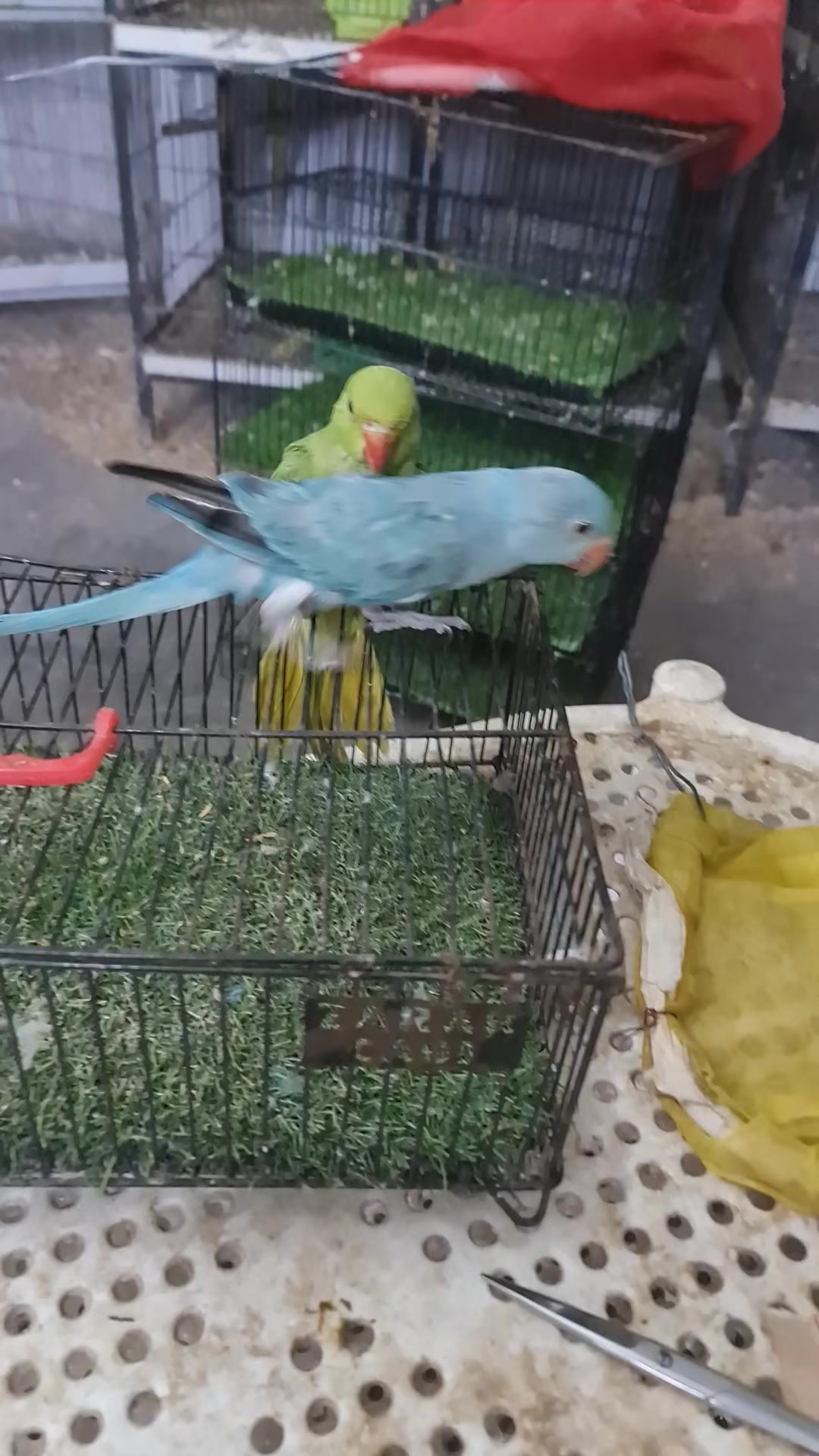 @ROYAL BIRD US