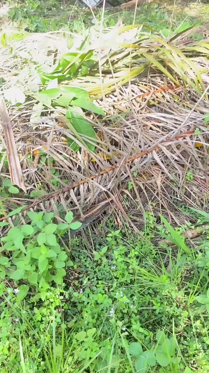 @Yoo