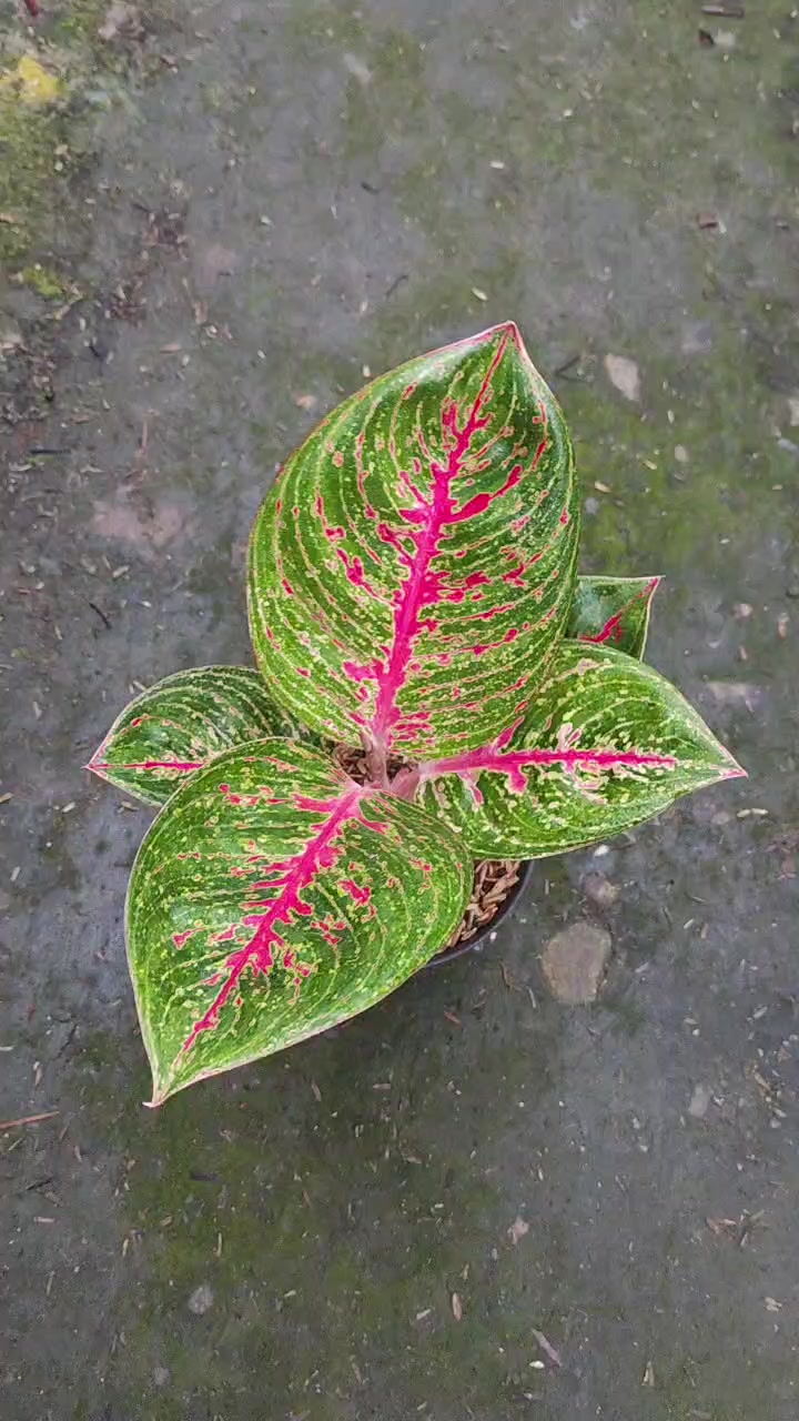 @Ronaldo_Aglaonema