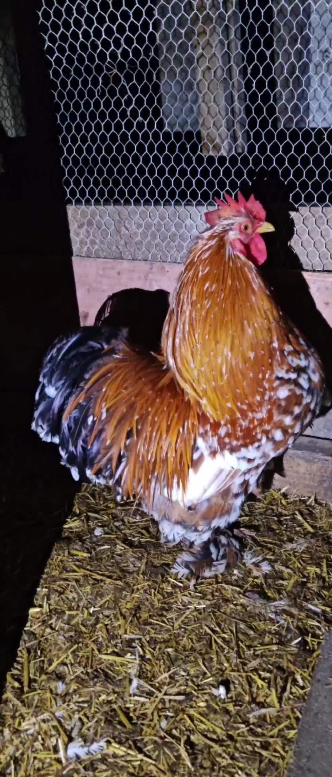 @Little Laying Chickens Shop