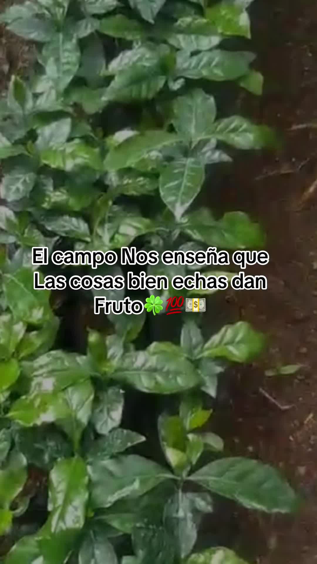 @Alexander