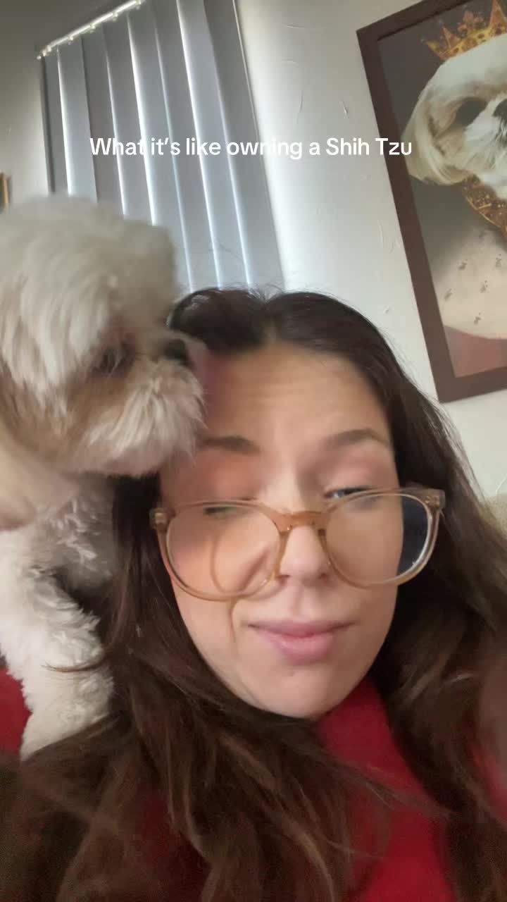@Hugh the Shih Tzu