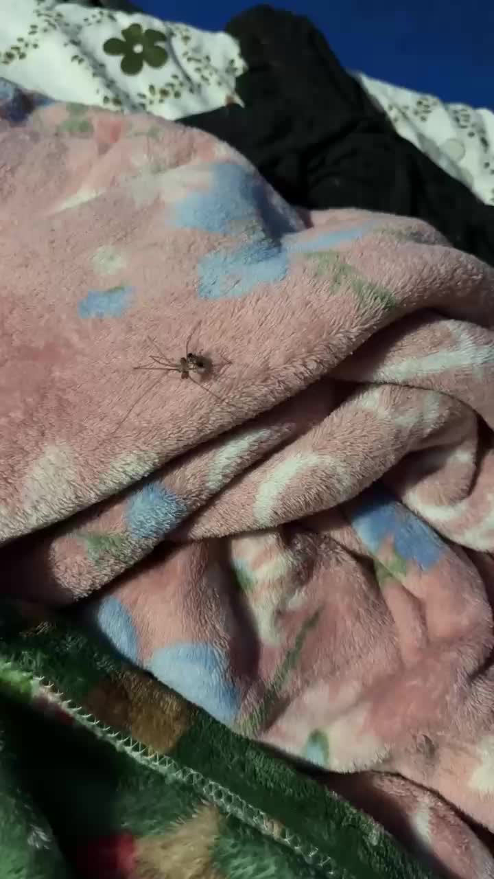@El minimo del Tiktok