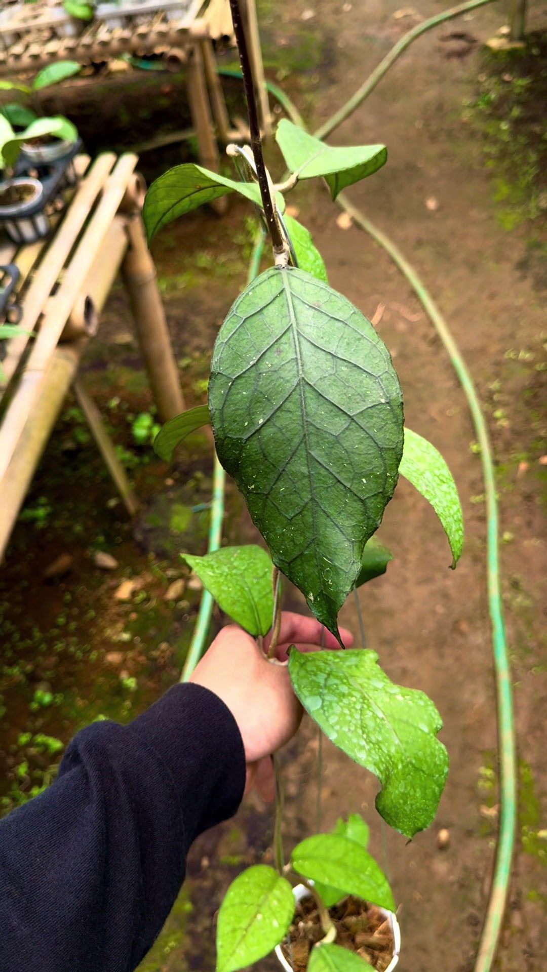 @Kamle Plants