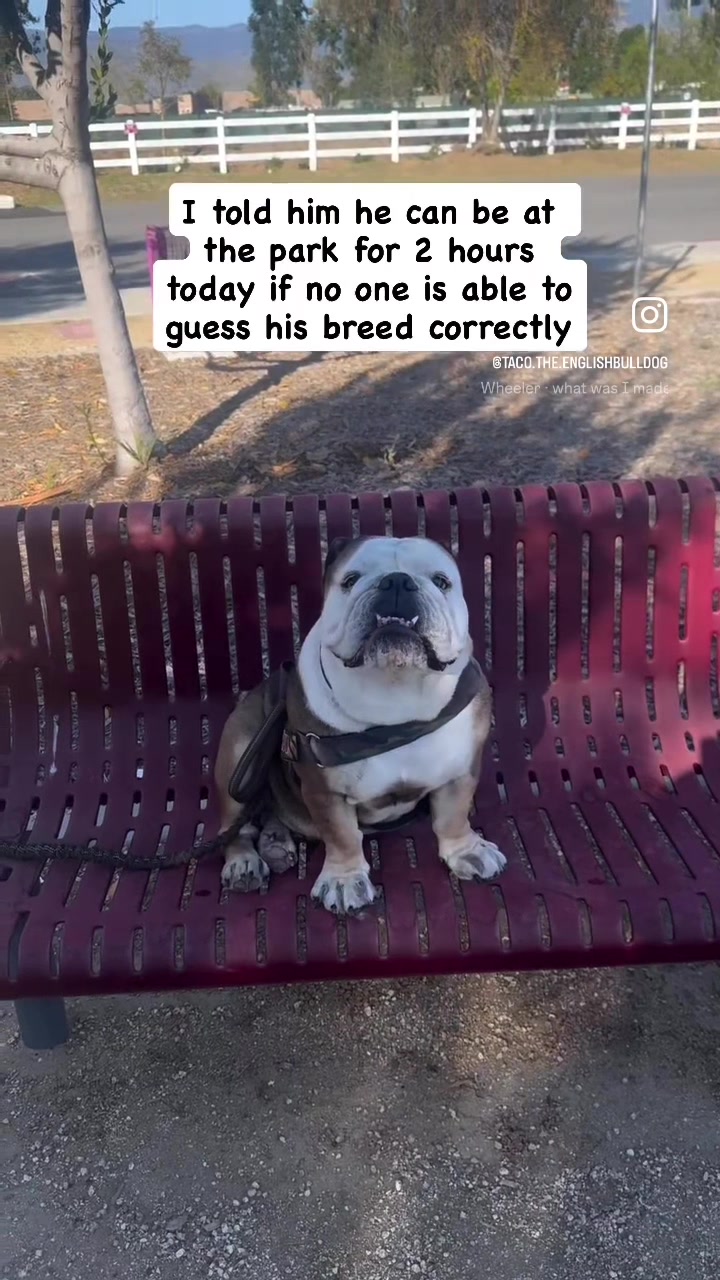 @Taco 🐶🧿