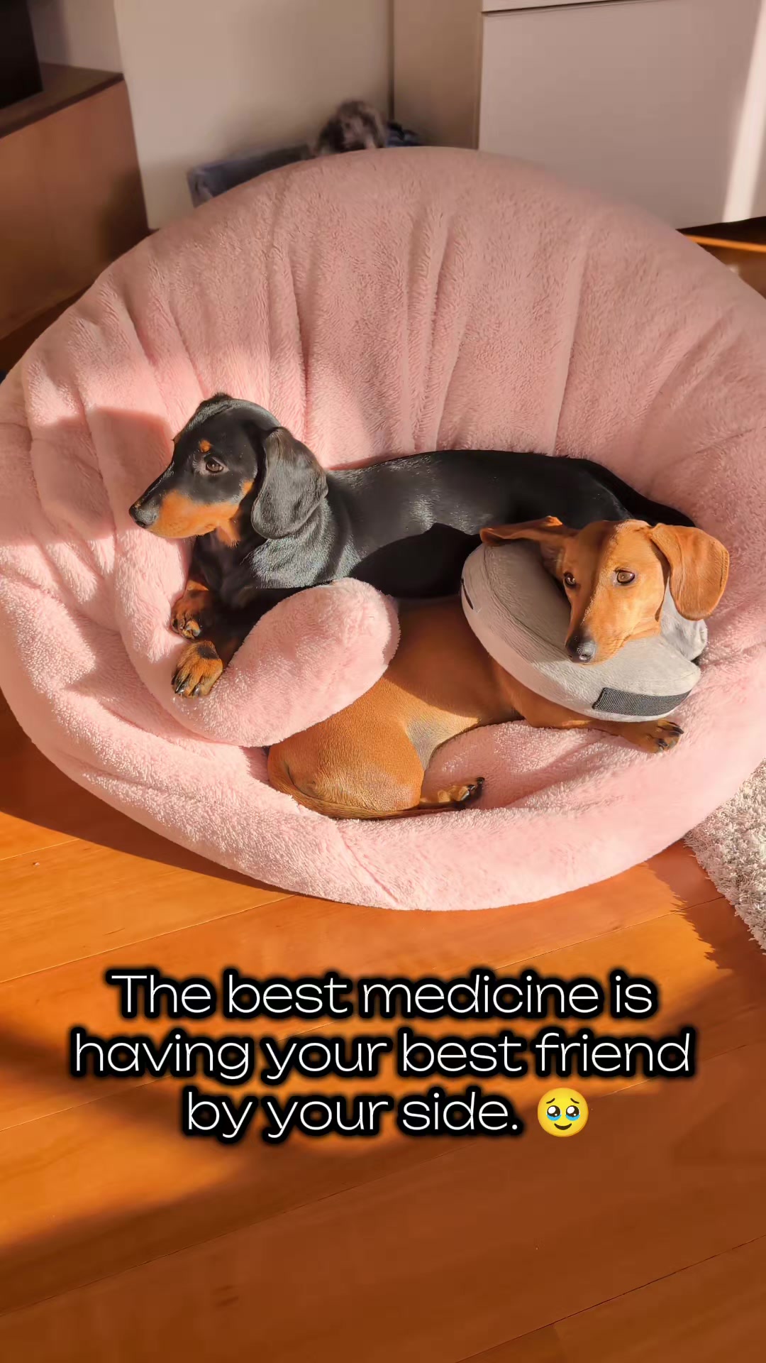 @The Dachshund Diaries 🐾
