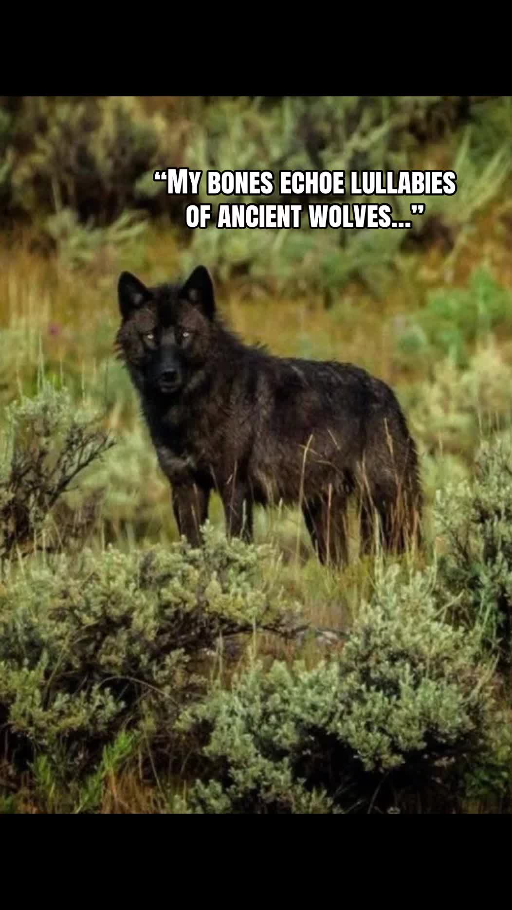 @🪬Conscious_LoneWolf🐺