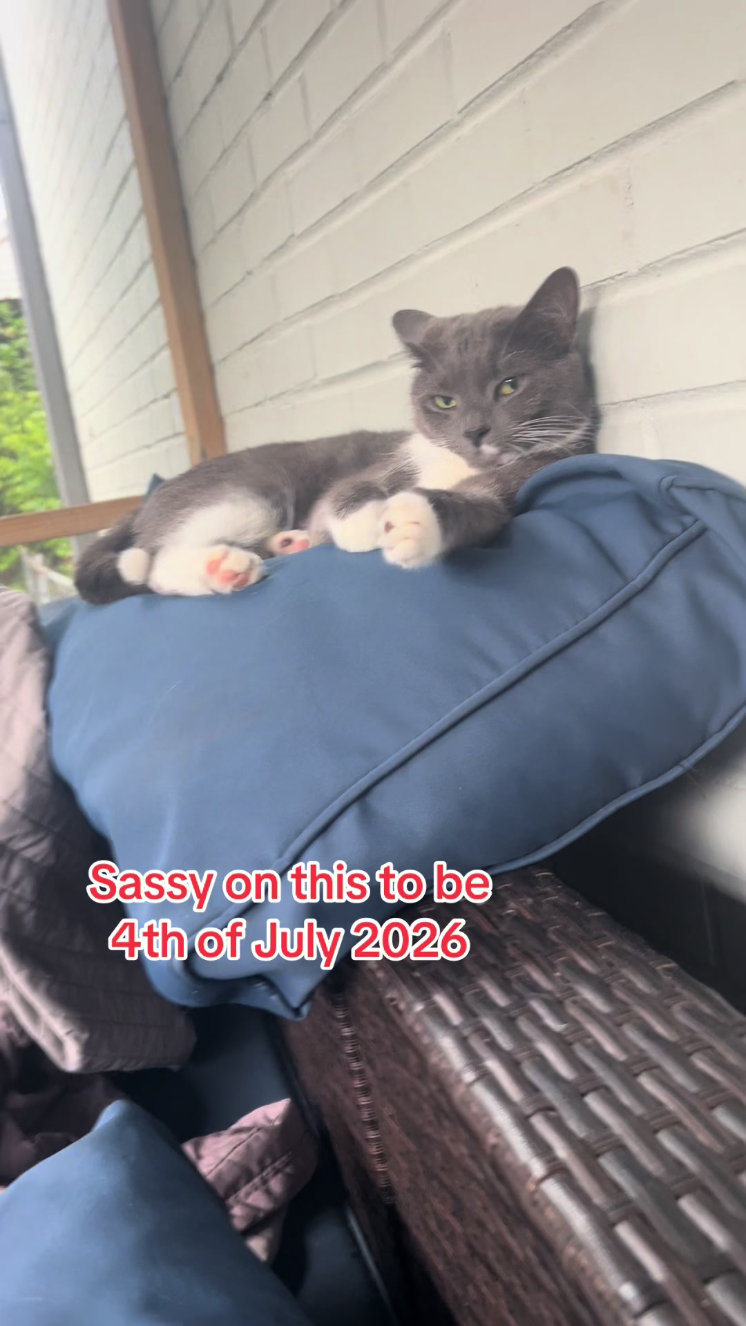@Leslie 💅❤️🐕🐈⬛🐈🐈⬛🐈🐈🦜