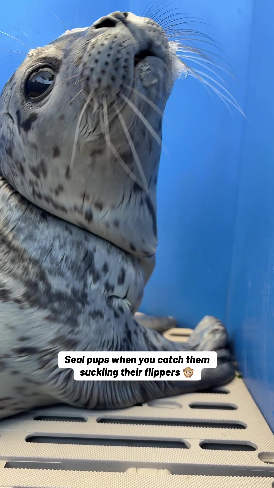 @Marine Mammal Rescue Society