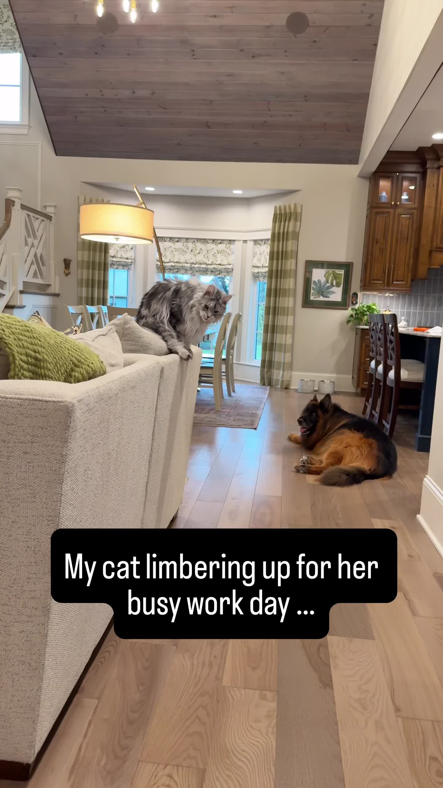 @Winnie: Maine Coon Kitty
