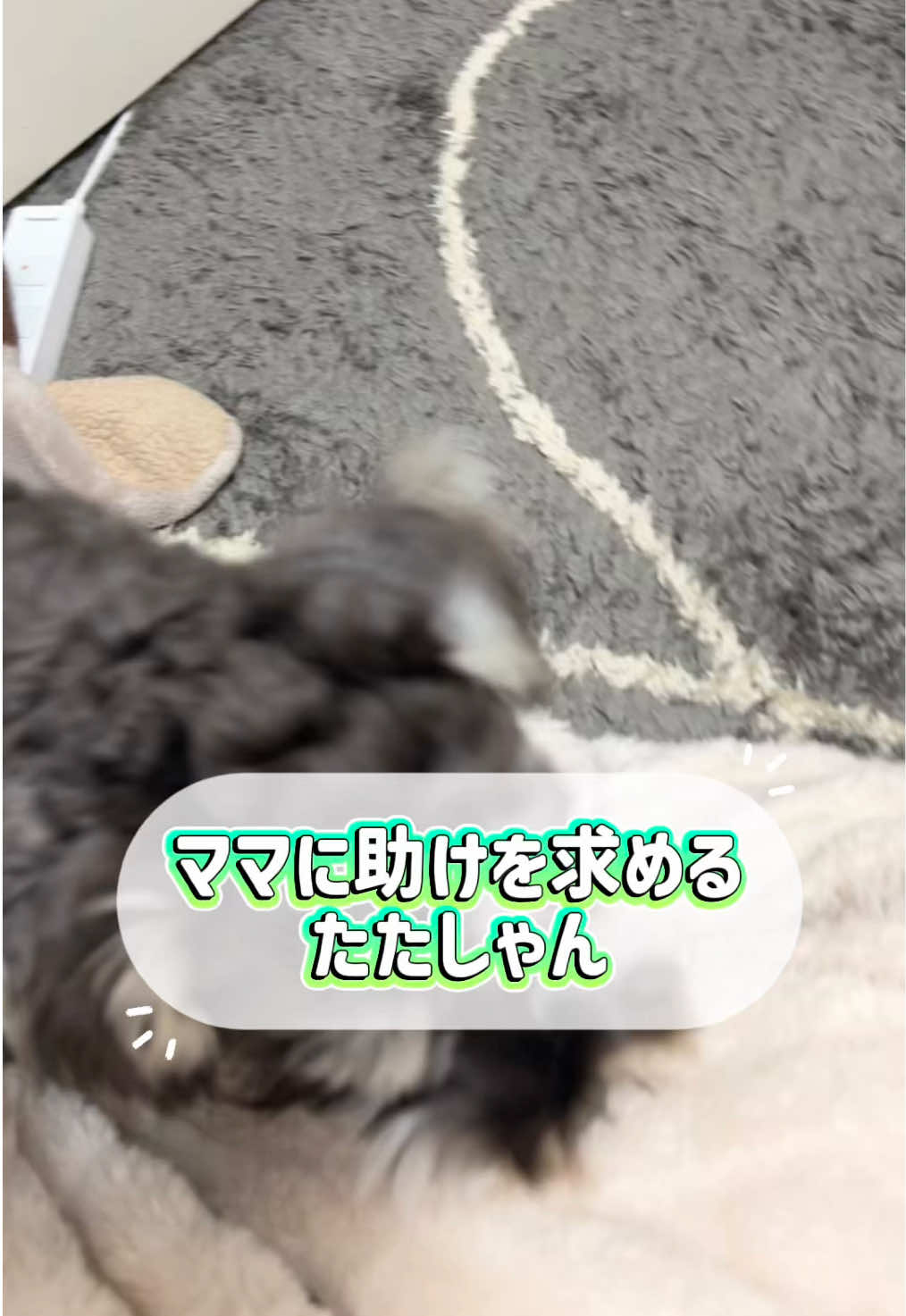 @たたしゃん🐾🪽💎