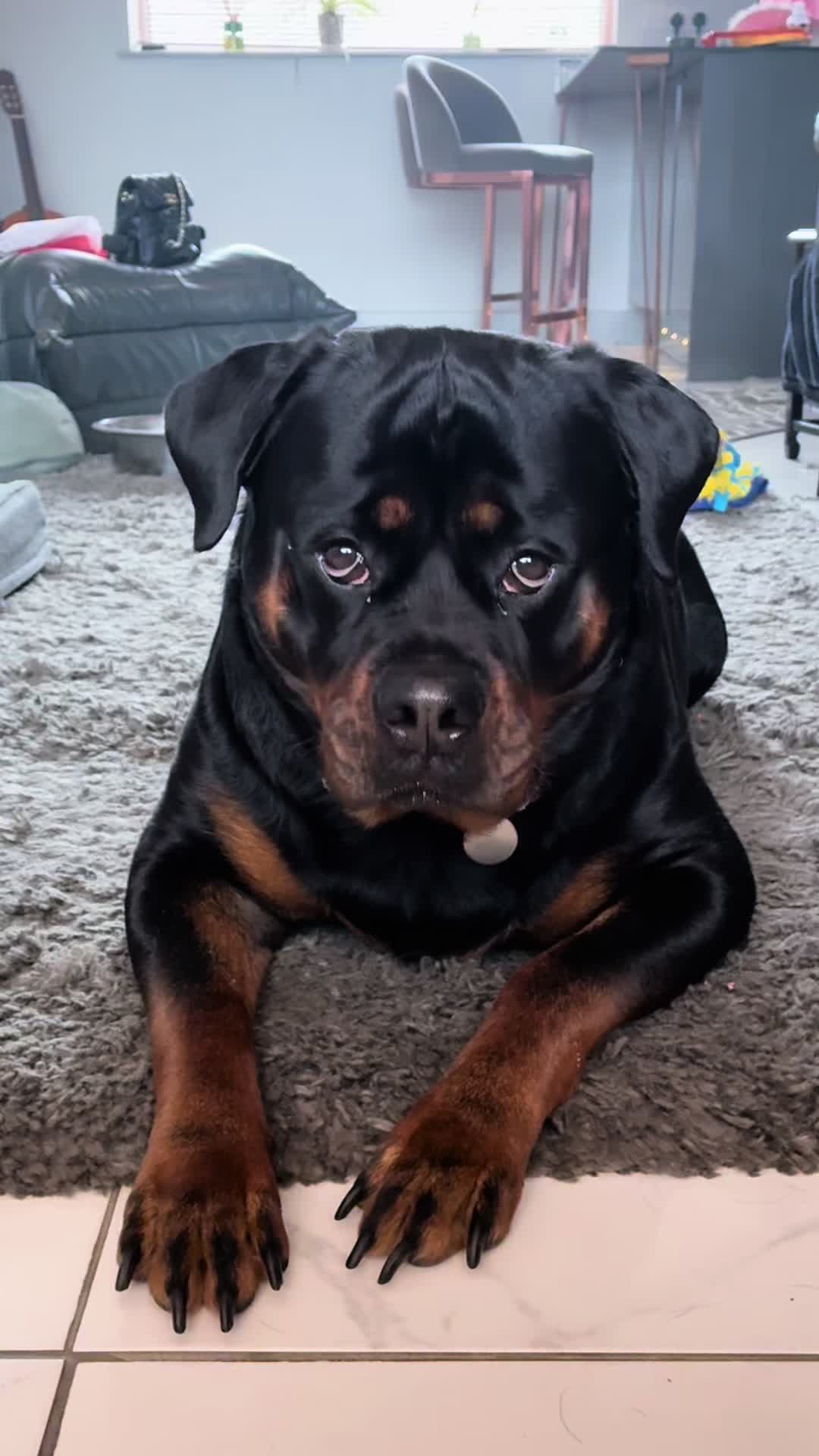 @❤️Rottiexena❤️Rottweiler Dog
