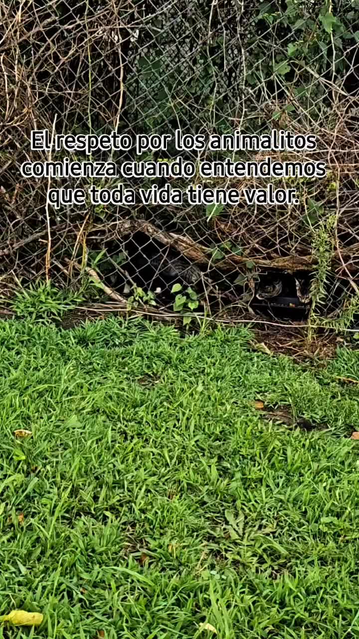 @🇲🇽Guli.Carrada 🐈&zwj;⬛