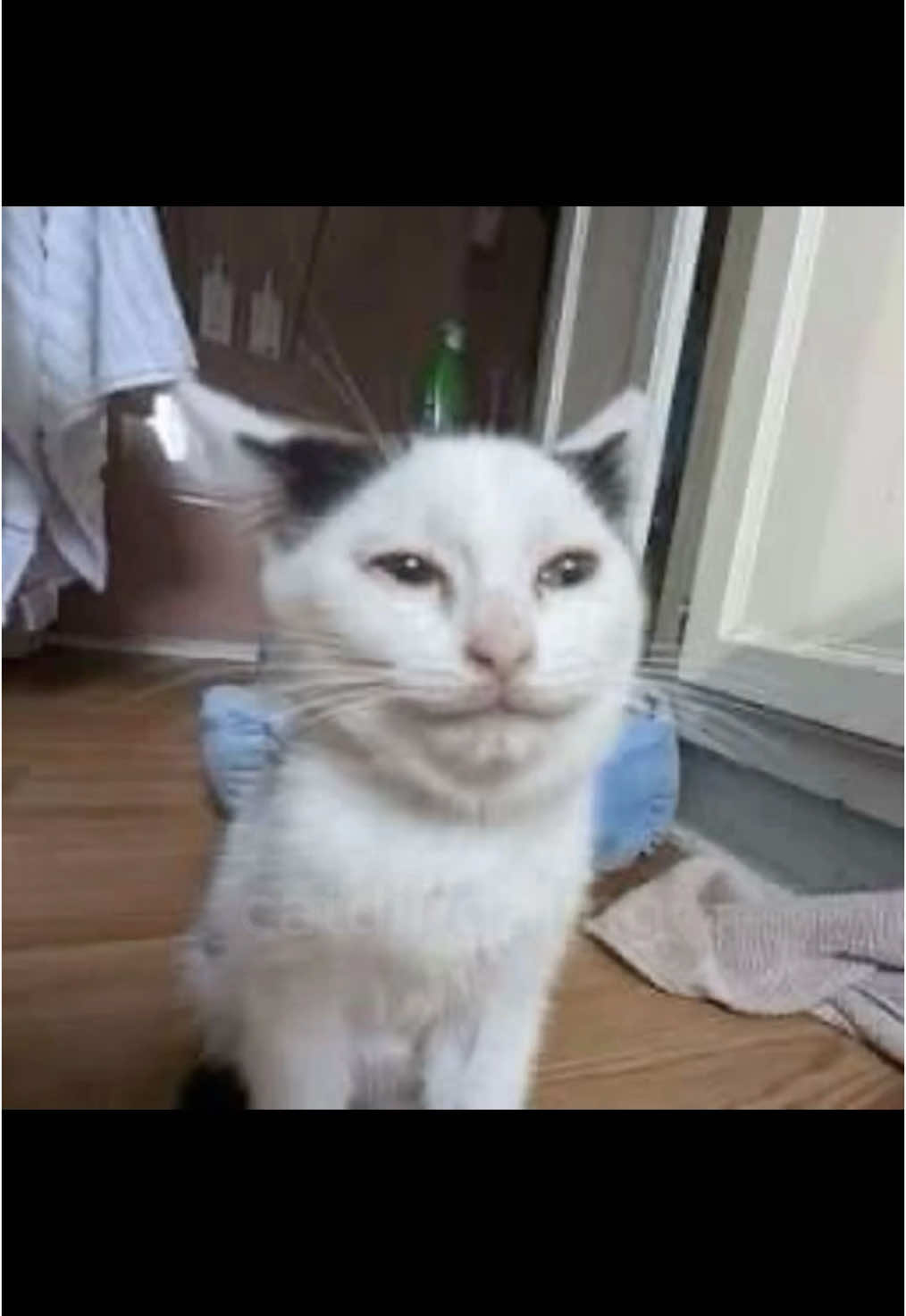 @catdingaling